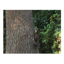 squirrel post cards