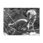 Squirrel Postcard