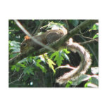 Squirrel Post Card
