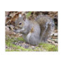 Squirrel Postcard