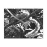 Squirrel Postcards