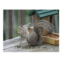 squirrel Postcard