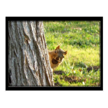 Squirrel postcard