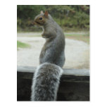 squirrel postcards