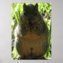 Squirrel Poster