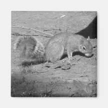 Squirrel Refrigerator Magnet