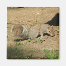 Squirrel Refrigerator Magnet