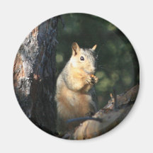 Squirrel Refrigerator Magnet