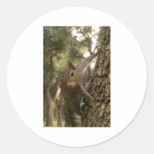 squirrel round sticker