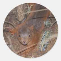 Squirrel Round Stickers