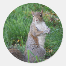 Squirrel Sitting Up Sticker