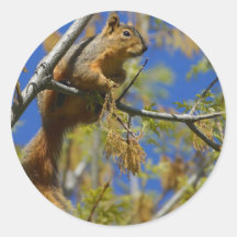 Squirrel Sticker