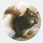 Squirrel Stickers
