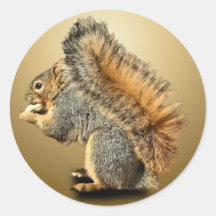 SQUIRREL STICKERS