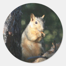 Squirrel Stickers