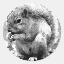 Squirrel Stickers