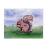 Squirrel Study Postcard