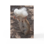 Squirrel vs. Samoyed Fur Greeting Card