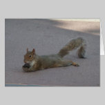 Squirrel with his nut cards
