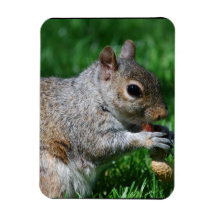 Squirrel with Nut Flexible Magnet