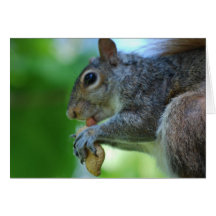 Squirrel with Nut Greeting Card