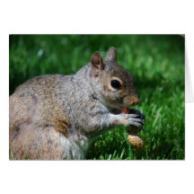Squirrel with Nut Greeting Card