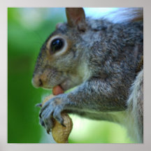 Squirrel with Nut Poster