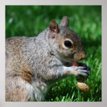 Squirrel with Nut Poster