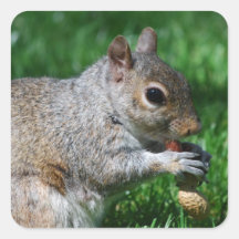 Squirrel with Nut Stickers
