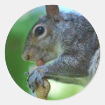 Squirrel with Nut Stickers