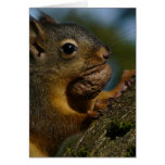 Squirrel with Walnut - Colour Photo Greeting Cards