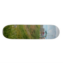 Squirrels At La Jolla Cove Skateboard
