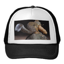 Squirrels Eating Tails Pinecones Hat