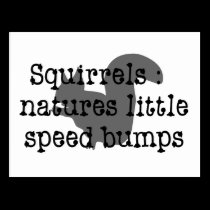 Squirrels : Natures Little Speedbumps postcards