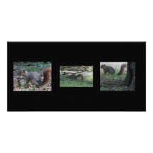 squirrels photo cards