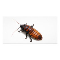 Squish the Hisser Photo Cards