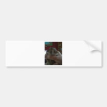 Squishy Face Degu Bumper Stickers