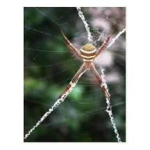 St Andrews Cross Spider Postcard