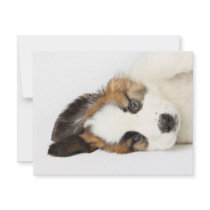 St. Bernard Puppy Invitations