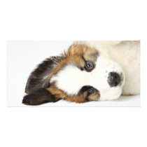 St. Bernard Puppy Custom Photo Card