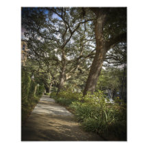 St Charles Live Oak Trees Photographic Print