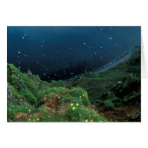 St. George Island Bluff View Greeting Cards