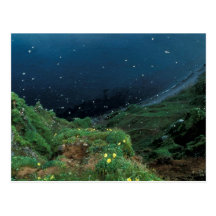 St. George Island Bluff View Postcard