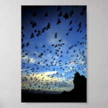 St. George Island, Pribilof Islands, Bering Sea Poster