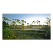 St. Marks N.W.R. Wakulla County, Fl. Photo Art