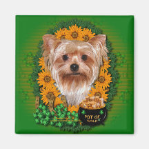 St Patricks - Pot of Gold - Yorkshire Terrier Magnet