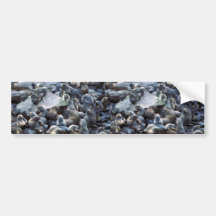 St. Paul Island Fur seal rookery, Pribilofs Bumper Stickers