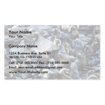 St. Paul Island Fur seal rookery, Pribilofs Business Card Templates