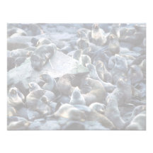 St. Paul Island Fur seal rookery, Pribilofs Invitations