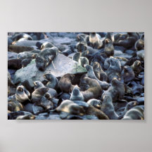 St. Paul Island Fur seal rookery, Pribilofs Print